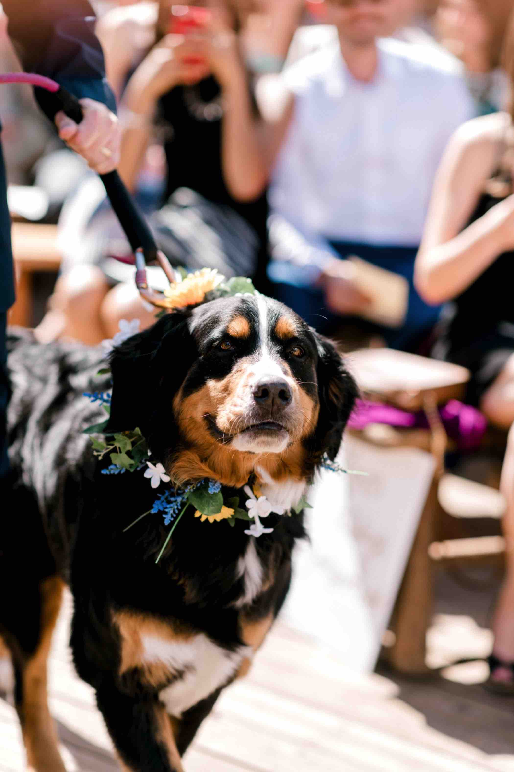 Luciem the bride and groom's beloved Bernese Mountain Dog, served as their ring bearer for their wedding at Piney River Ranch in Vail Colorado. Photo by Ali and Garrett, Romantic, Adventurous, Nostalgic Wedding Photographers.