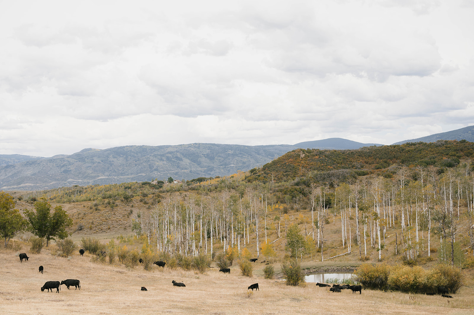 Flying Diamond Ranch Weddings & Events